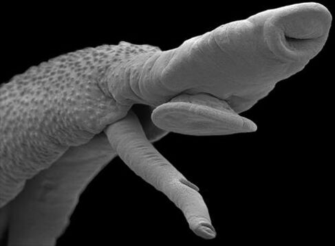 Organismo parasitario