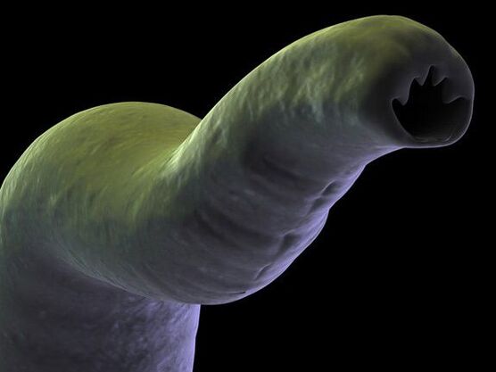 parasito