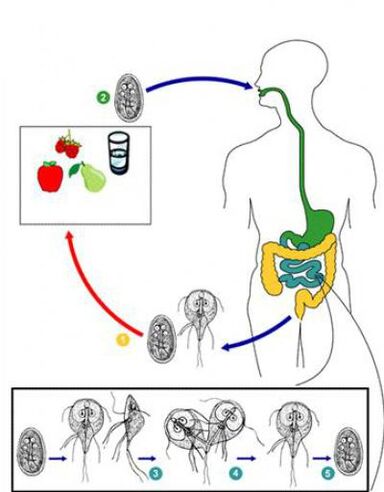 Como infectarse